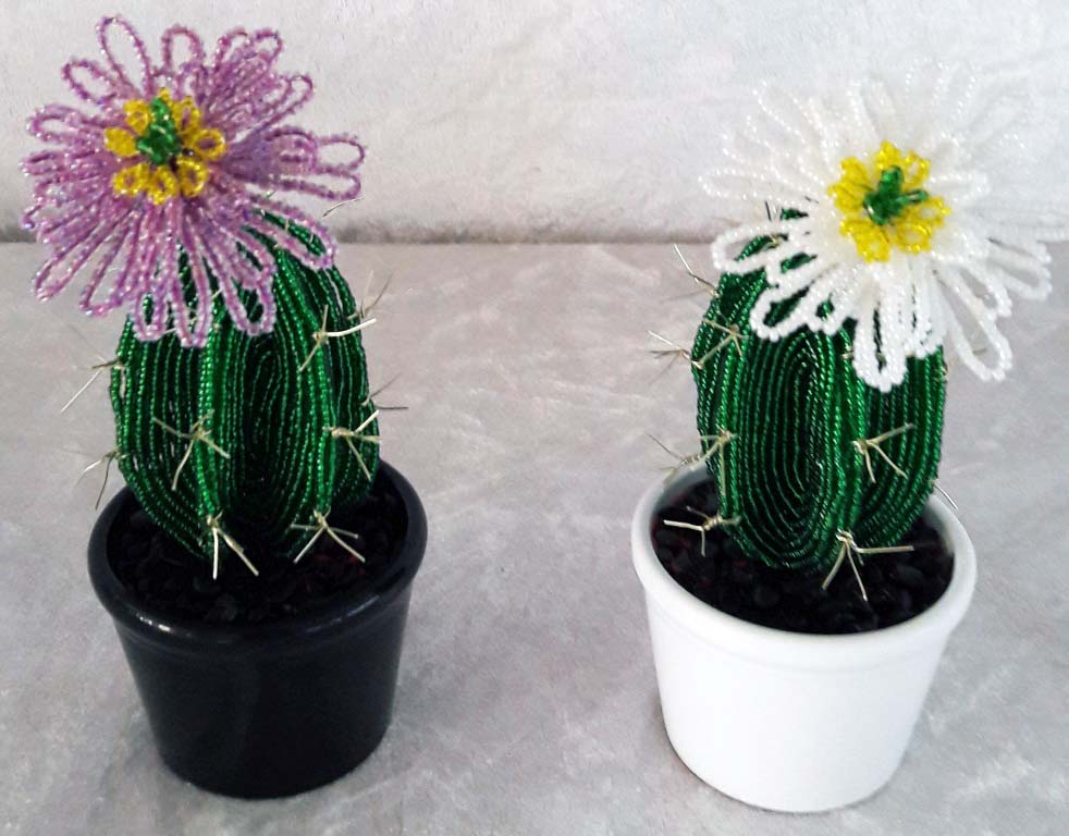 Små kaktus-03