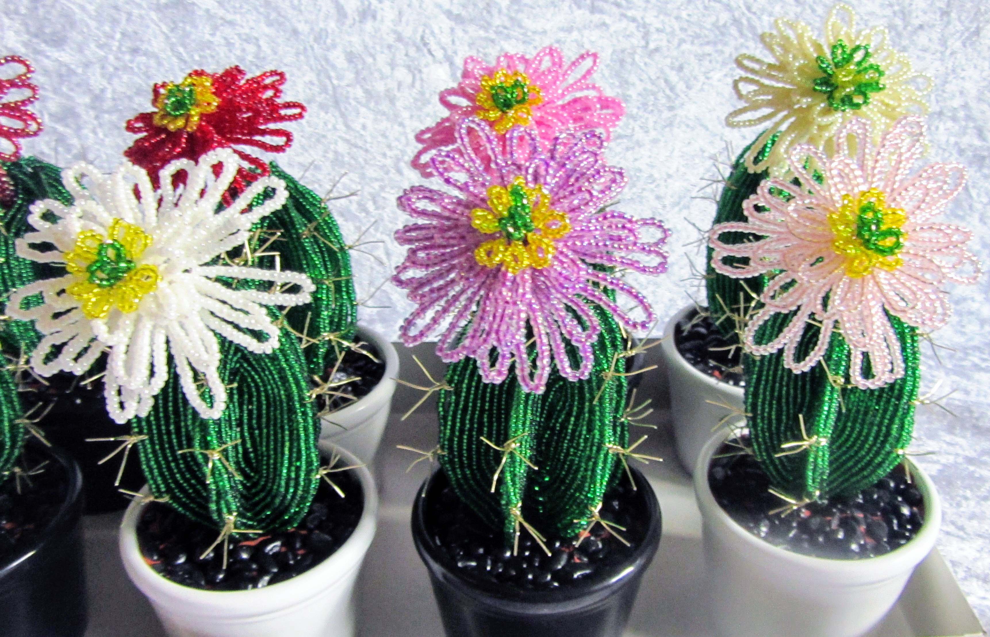Små kaktus-09